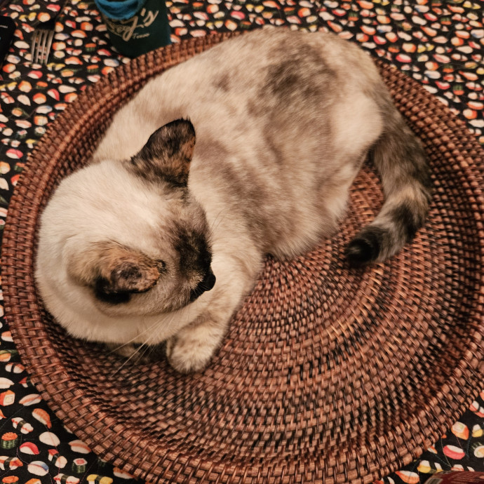 Kitty Caretaker
