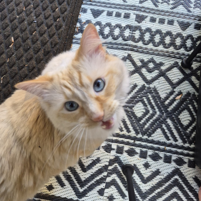 Kitty Caretaker