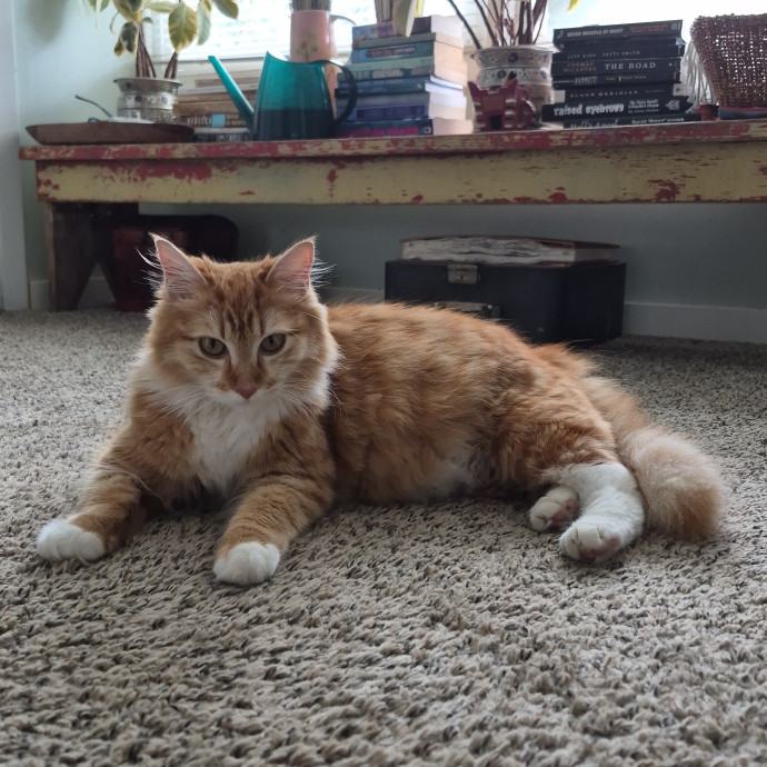 Kitty Caretaker photo 3
