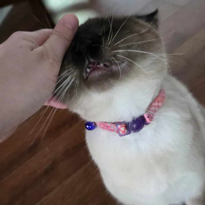 Kitty H.