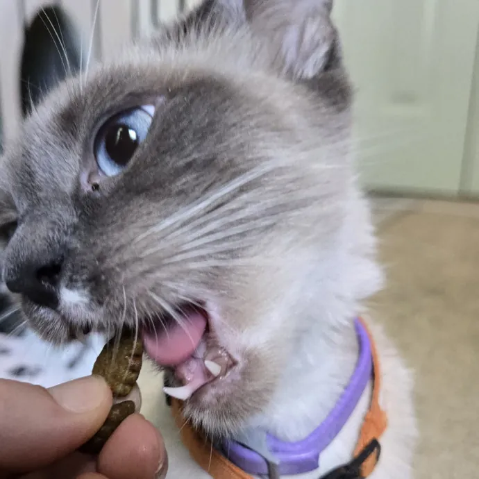 Kitty H.