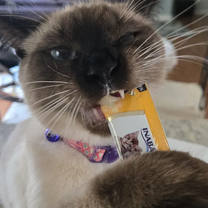 Kitty H.
