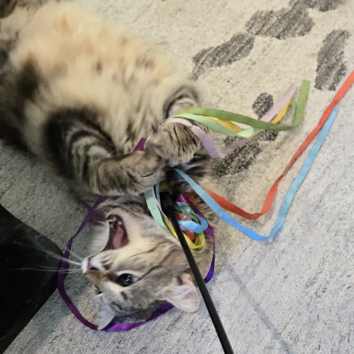 Kitty H.