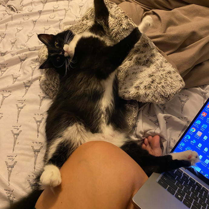 The Kittysitter