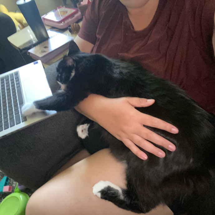 The Kittysitter