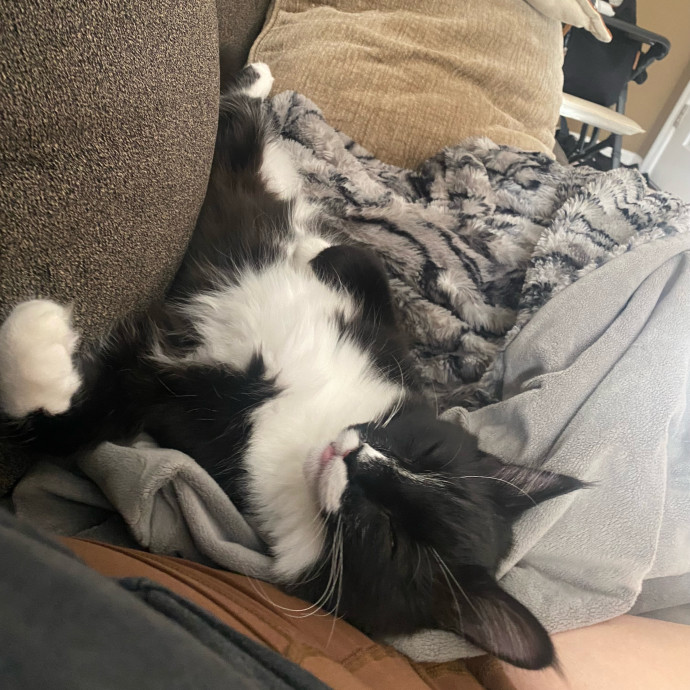 The Kittysitter