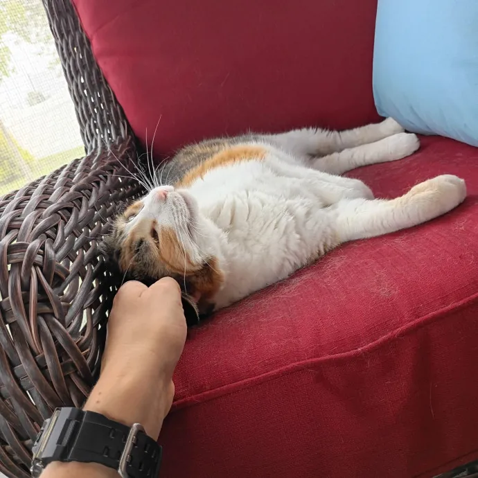 Golden Lights Pet Care