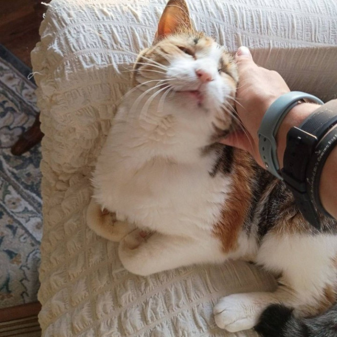 Golden Lights Pet Care