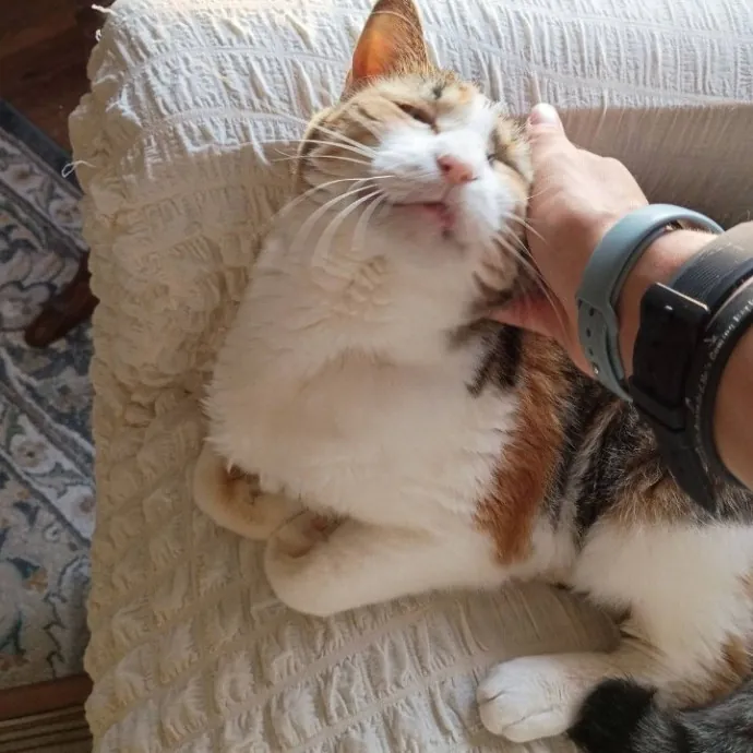 Golden Lights Pet Care