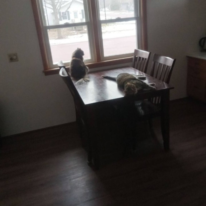 Golden Lights Pet Care