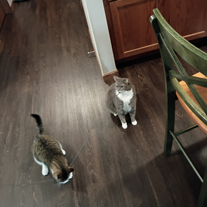 Golden Lights Pet Care photo 2