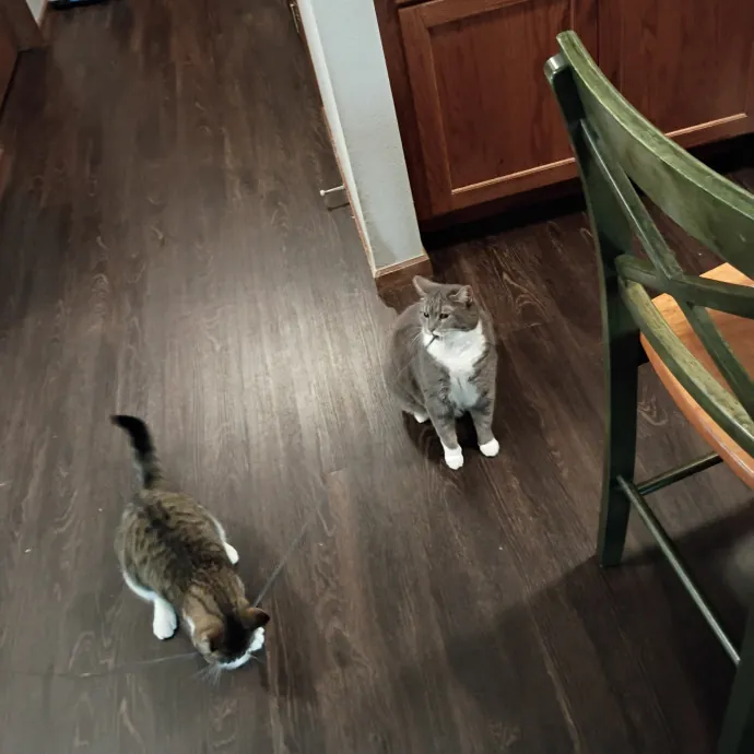 Golden Lights Pet Care photo 2