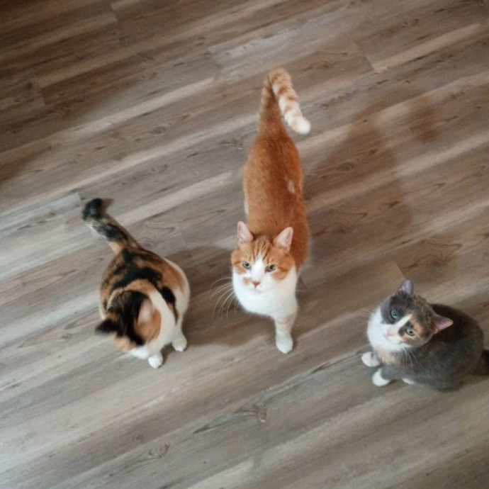Golden Lights Pet Care