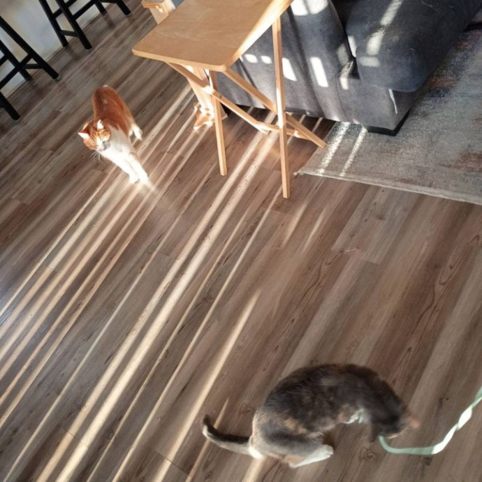 Golden Lights Pet Care photo 3