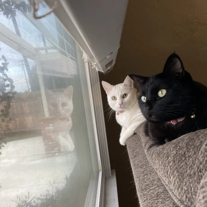 Crazy Cat Lady In Training