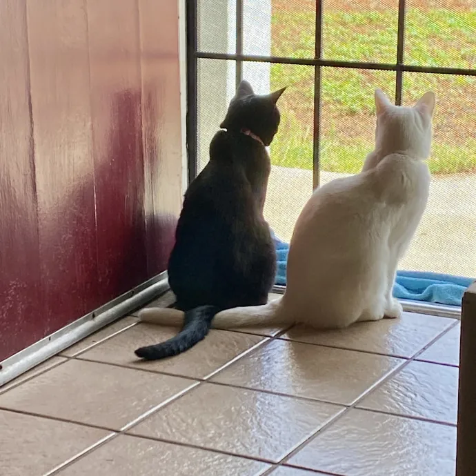 Crazy Cat Lady In Training