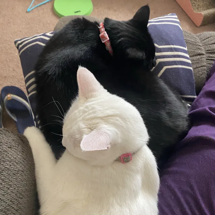 Crazy Cat Lady In Training photo 4
