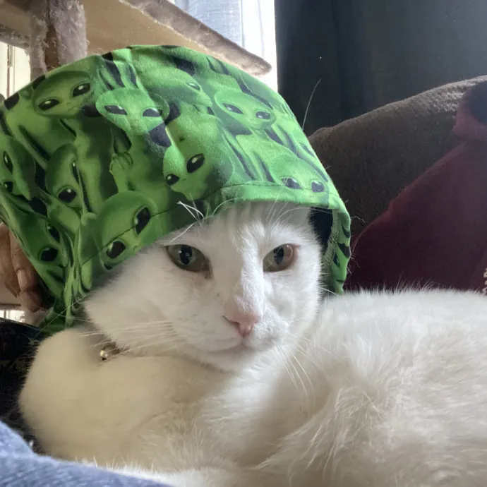 Crazy Cat Lady In Training photo 3