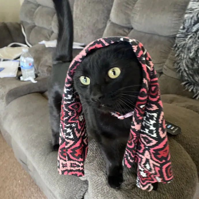 Crazy Cat Lady In Training photo 2