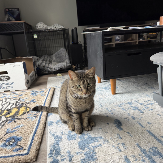 Certified Cat Mom Vibesplaytime Treats photo 3