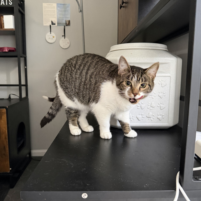 Certified Cat Mom Vibesplaytime Treats photo 2