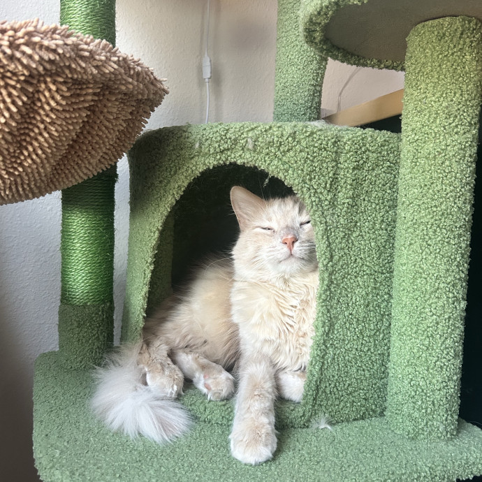 Your Cat's Favorite Sitter