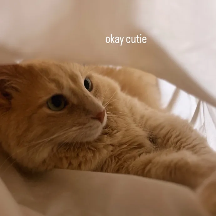 Your Cat's Favorite Sitter