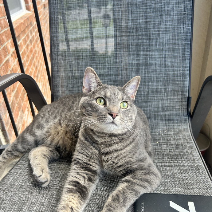 Your Cat's Favorite Sitter