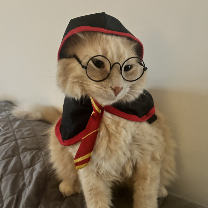 Your Cat's Favorite Sitter
