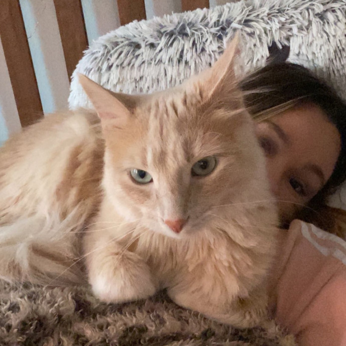 Your Cat's Favorite Sitter