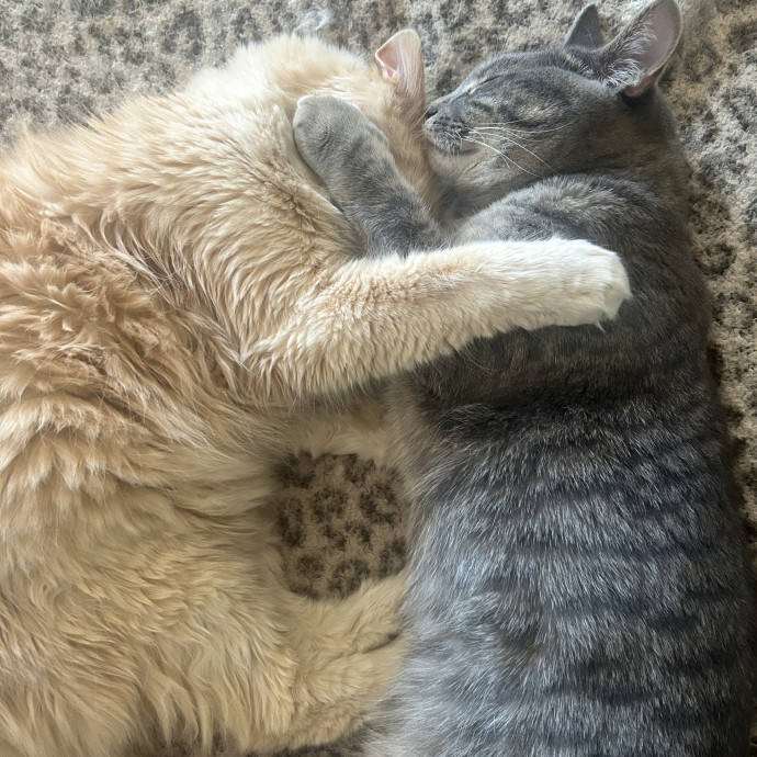 Your Cat's Favorite Sitter