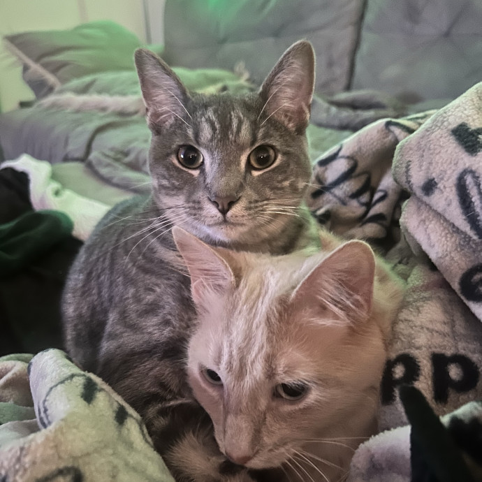 Your Cat's Favorite Sitter