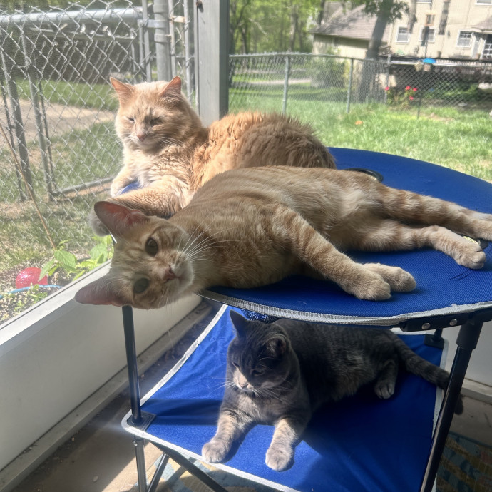 Your Cat's Favorite Sitter photo 3