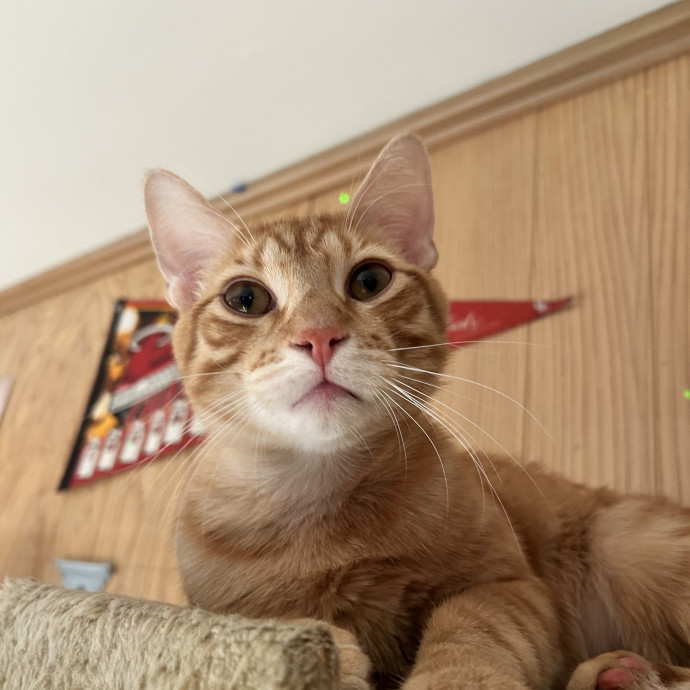 Your Cat's Favorite Sitter photo 2