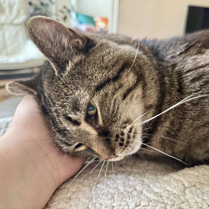  Behavior Specialist  Cat Whisperer