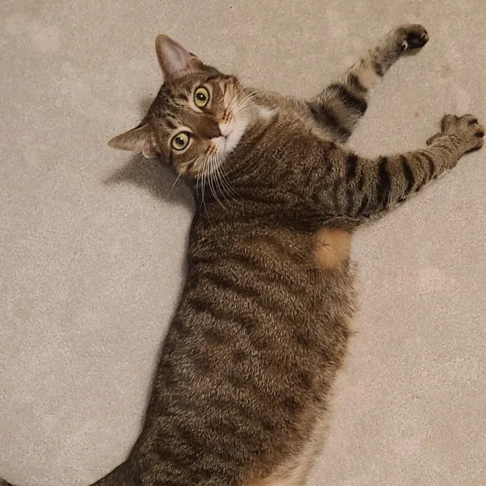 I Love Cat Cuddles Enjoy Making Friends