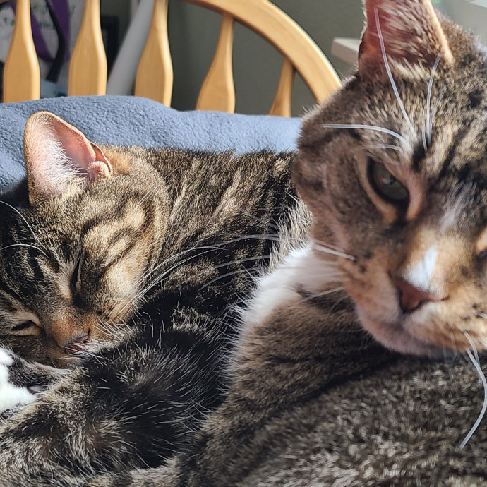 I Love Cat Cuddles Enjoy Making Friends