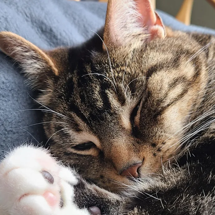 I Love Cat Cuddles Enjoy Making Friends