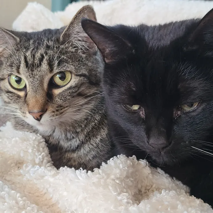 I Love Cat Cuddles Enjoy Making Friends