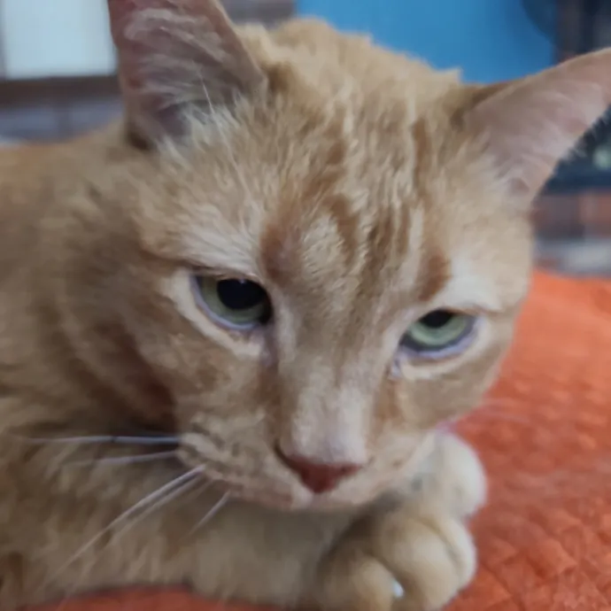 I Love Cat Cuddles Enjoy Making Friends