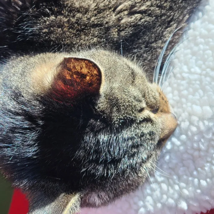 I Love Cat Cuddles Enjoy Making Friends