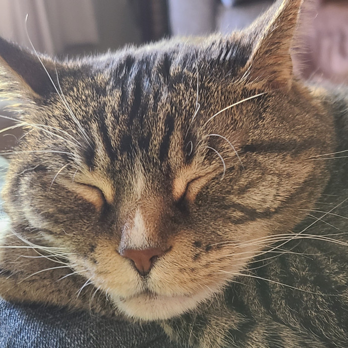 I Love Cat Cuddles Enjoy Making Friends