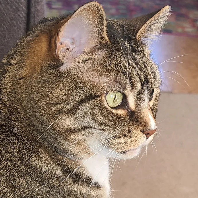 I Love Cat Cuddles Enjoy Making Friends photo 3