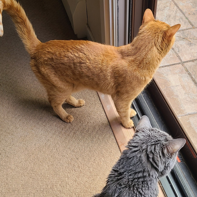 I Love Cat Cuddles Enjoy Making Friends photo 2