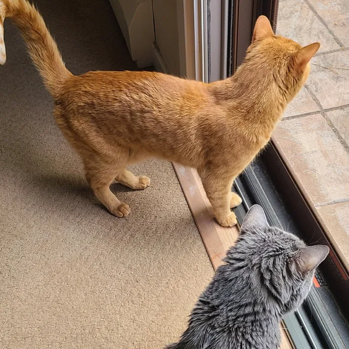 I Love Cat Cuddles Enjoy Making Friends photo 2