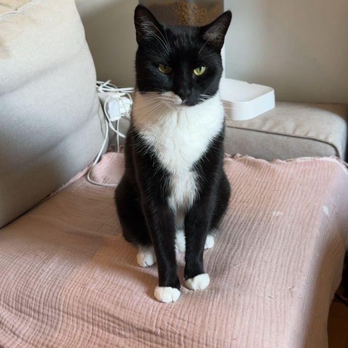 Cat Mama To All photo 3