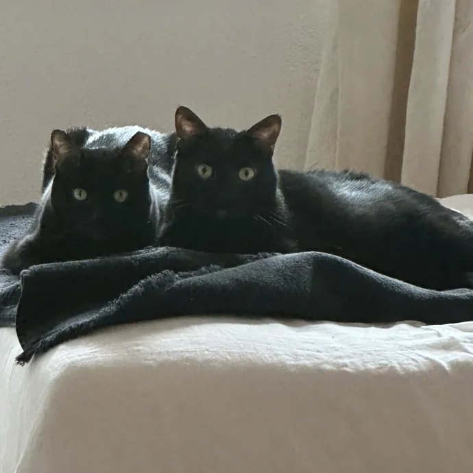 Professional Cat Sitting  Med Support photo 4