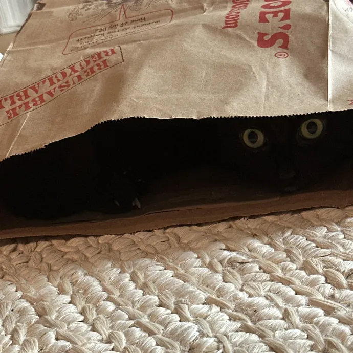 Professional Cat Sitting  Med Support photo 3