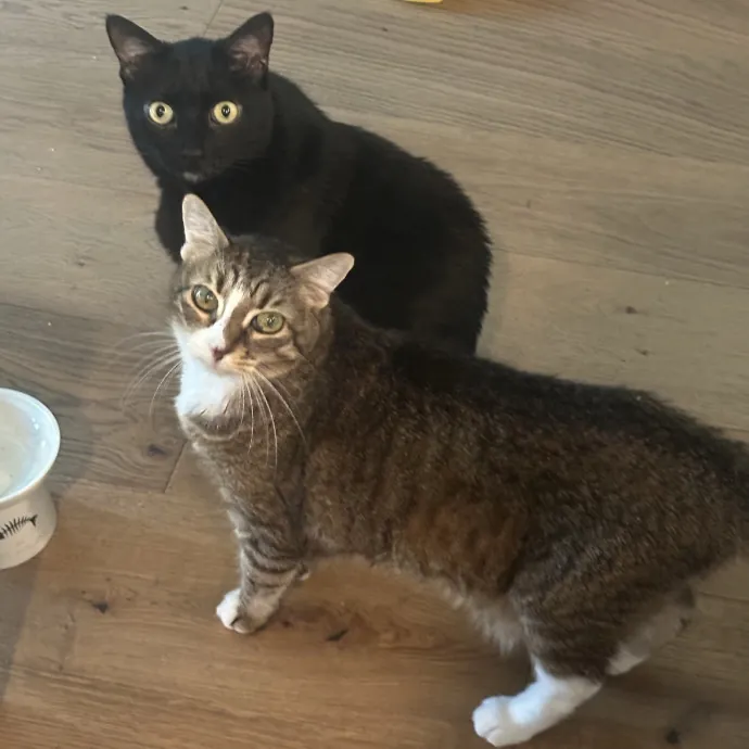 Professional Cat Sitting  Med Support photo 2