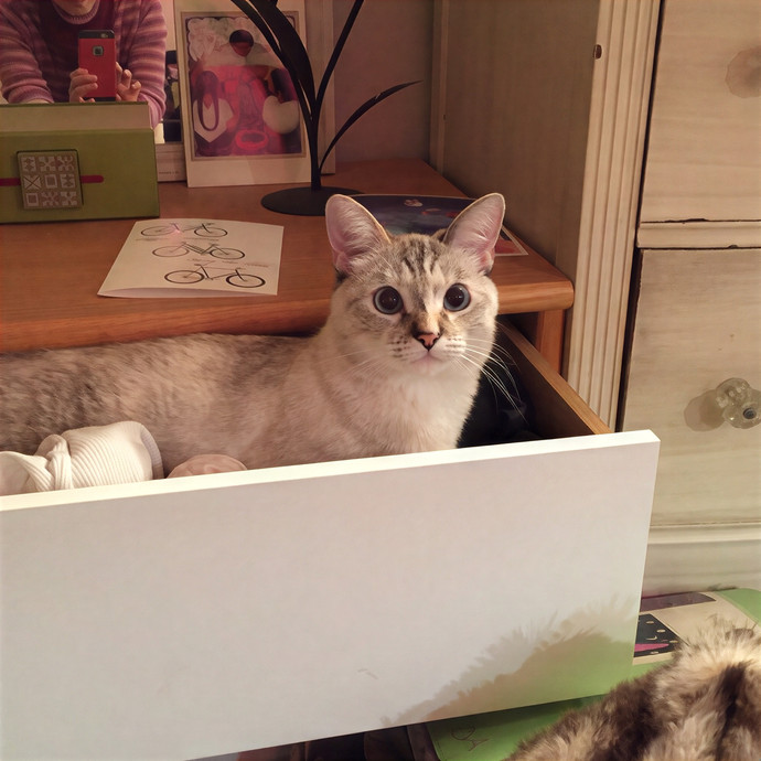Conscious Cat Care